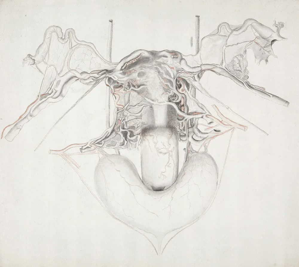 Uterus Image